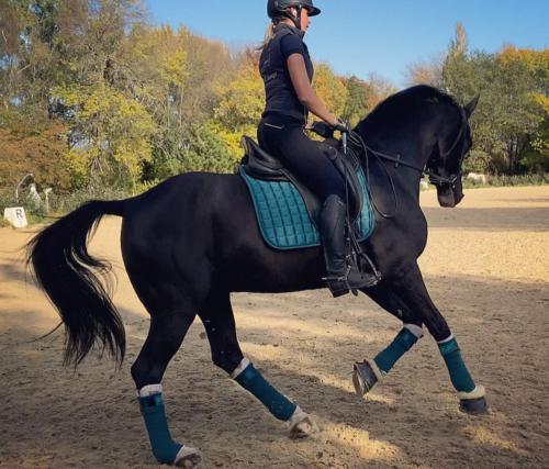 Tapis De Dressage Carré LeMieux – Classique Sauge Pour Cheval