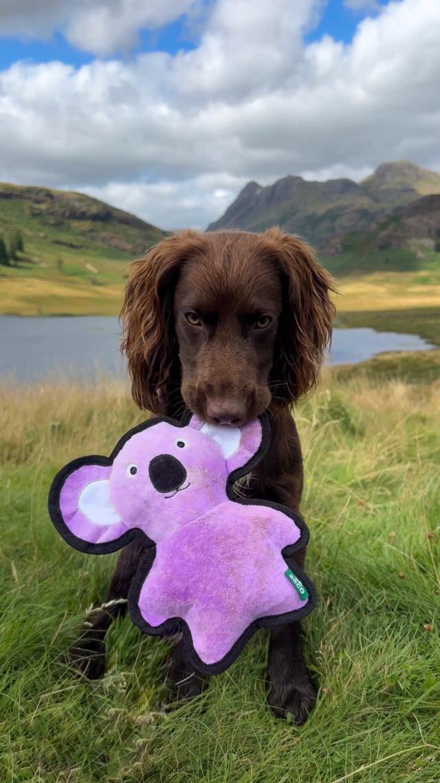 Koala Dog Toy | Squeaky & Durable – Beco