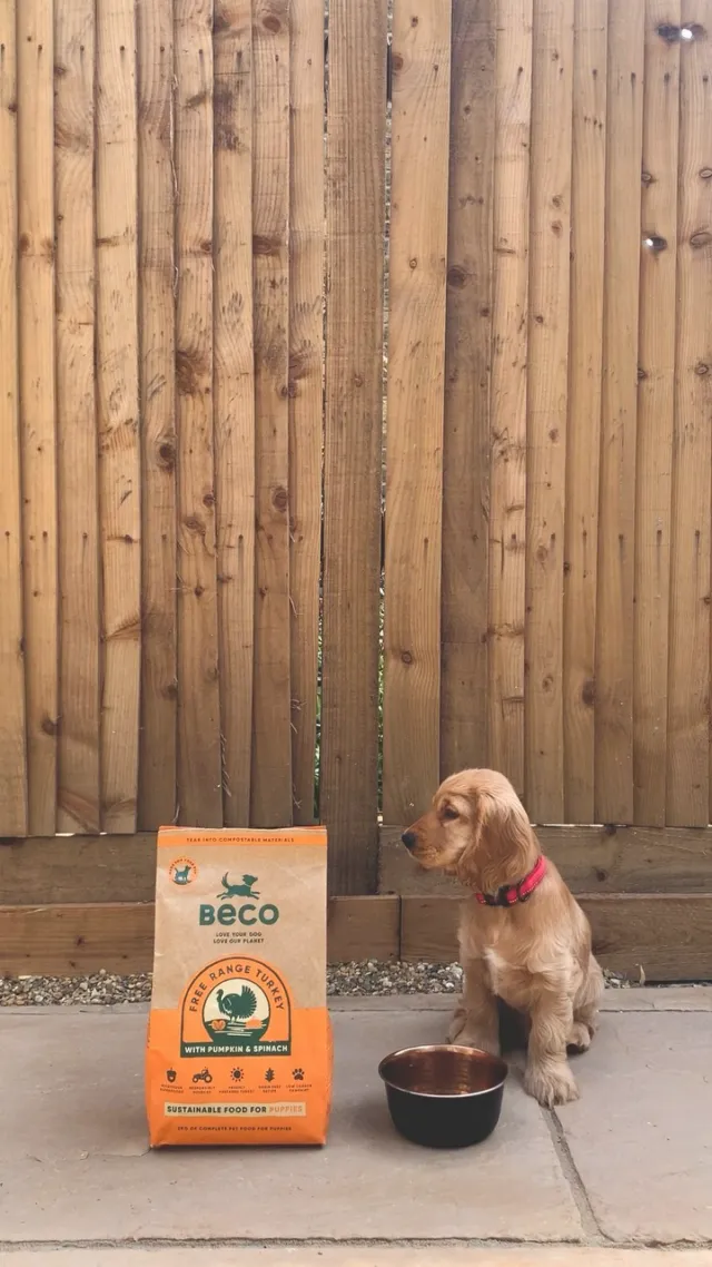 Grain Free Turkey Puppy Food | Healthy & Free Range – Beco