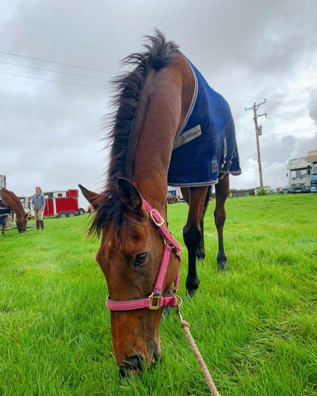 LeMieux Arika Armour-Tek Fly Sheet | Sprucewood Tack - View #10
