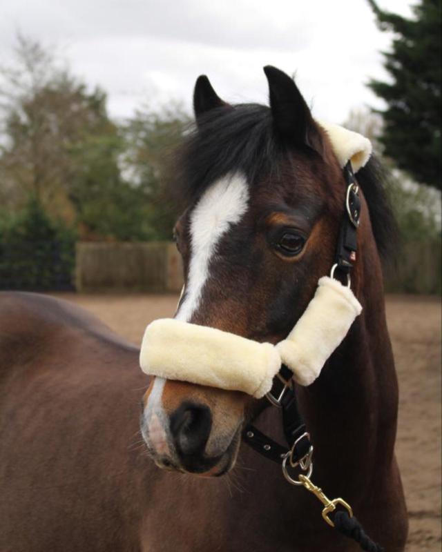 Licol LeMieux Comfort - Licol Mixte Doublé Polaire Pour Cheval Confort Ultime