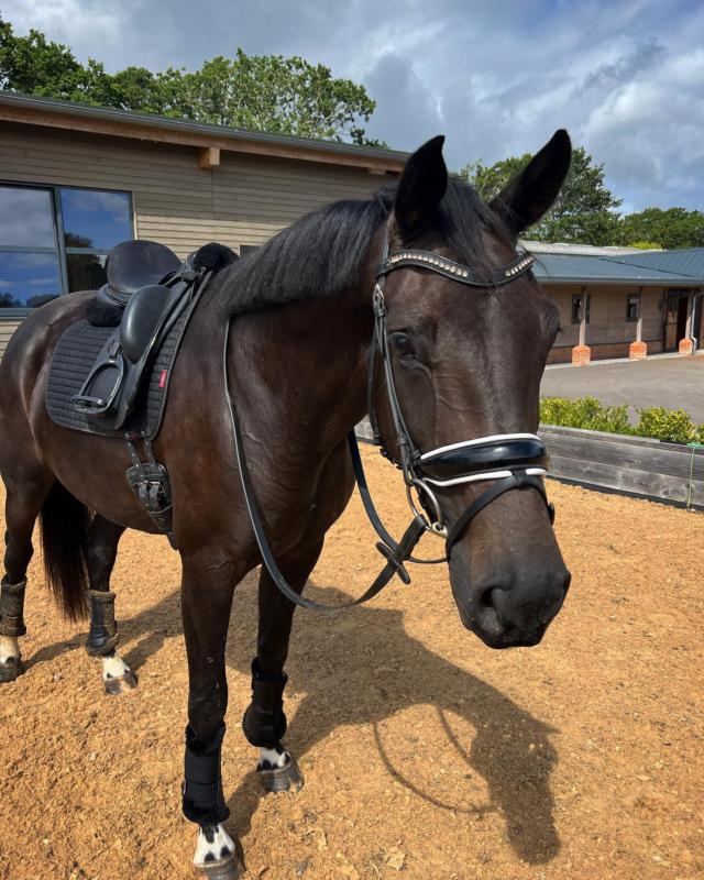 Sottosella LeMieux Puissance Dressage In Camoscio | Quadrato Per Dressage