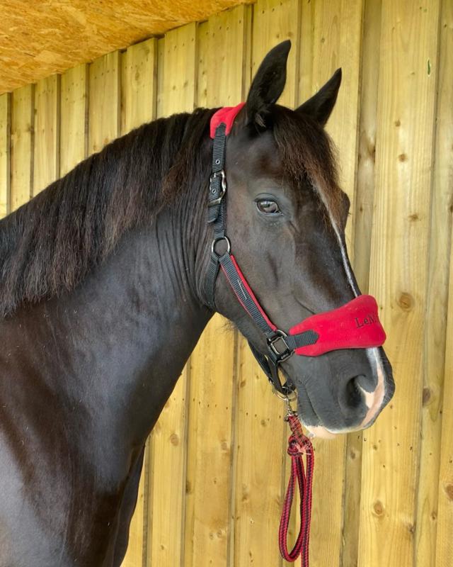 Protecteur De Poitrine Fox R3 - Confort Et Ventilation Pour La Course à Pied