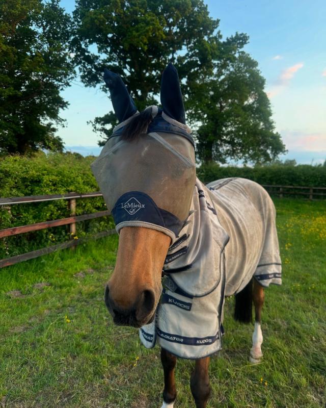 Couverture anti-mouches pour cheval LeMieux Arika Gladiato | La sellerie de Maé