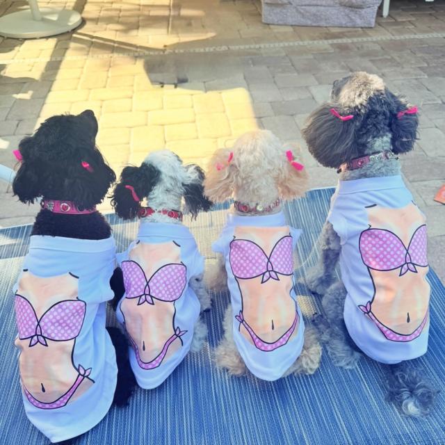 B&m Dog Clothes Dog Clothes Shops Dog Clothes For Winter, Small