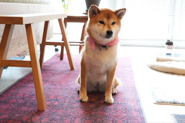 CHAIR COLLECTION – RUGHAUS