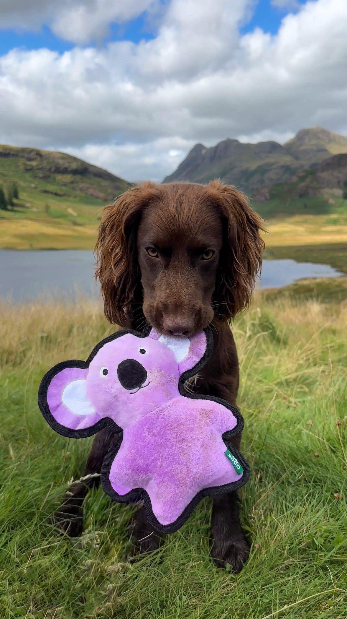 Koala Dog Toy | Squeaky & Durable – Beco