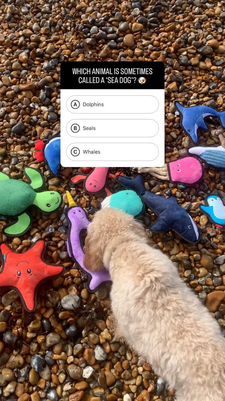 Narwhal Dog Toy | Squeaky & Durable – Beco